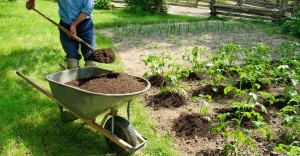 Cum să fertilizeze terenul în toamnă, dacă nu există gunoi de grajd