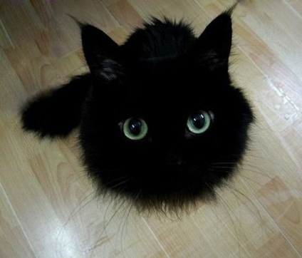 Pisica neagra intr-o camera intunecata - o pisica a zilei - bloguri