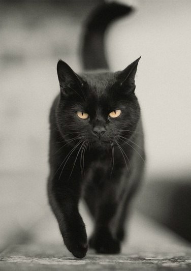 Pisica neagra intr-o camera intunecata - o pisica a zilei - bloguri