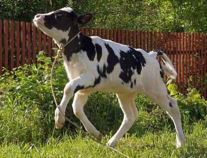 Rasă alb-negru - descriere, exterioară și fotografie a unei vaci negre și a unui taur