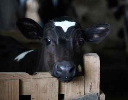 Rasă alb-negru - descriere, exterioară și fotografie a unei vaci negre și a unui taur
