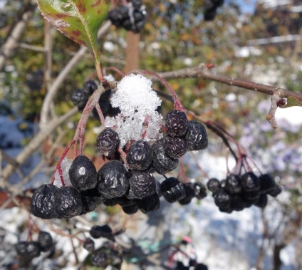 Chokeberry - când să colecteze