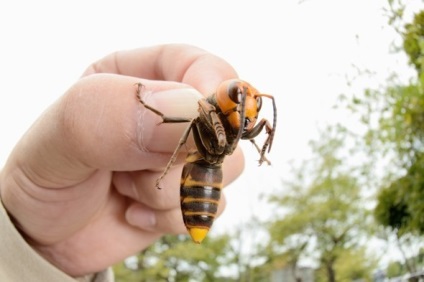 Ce trebuie să faceți dacă un hornet sau o vânătoare zboară în apropiere