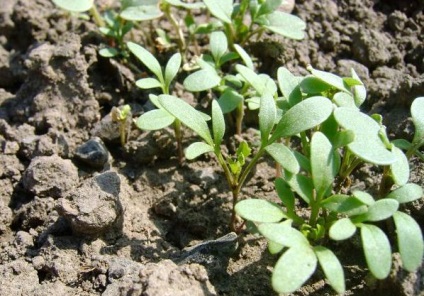 Ce să planteze în grădină în a doua jumătate a verii