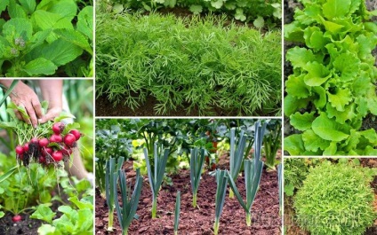 Ce să planteze și să plantezi în grădină în luna iulie