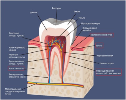 Ce este boala parodontală și diferențele sale de parodontită, parodontită și periodontită, parodonție