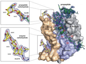 Ce sunt peptidele, cumpărați peptide în magazinul online, magazin online de peptide