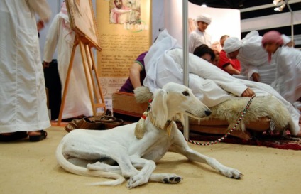 Cât costă câinele în emirate