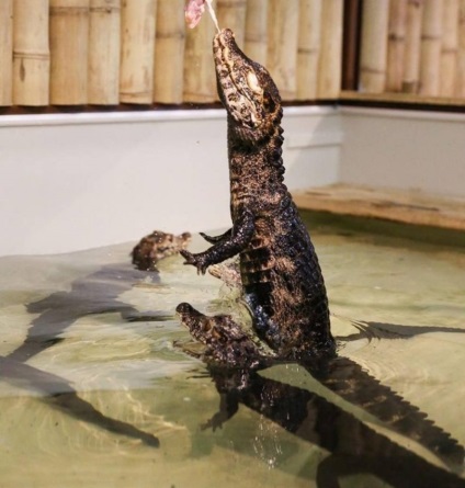 Gradina zoologica crocodila din Praga