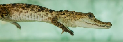 Gradina zoologica crocodila din Praga
