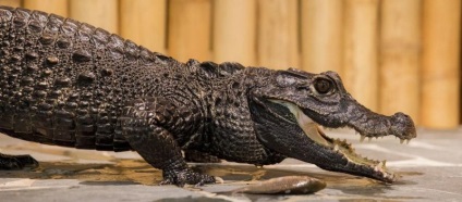 Gradina zoologica crocodila din Praga