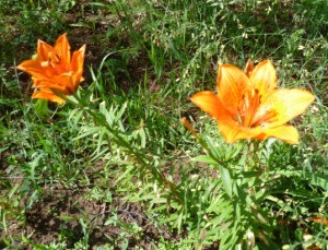 Grădină de flori - decorațiune rurală, gospodărie rurală