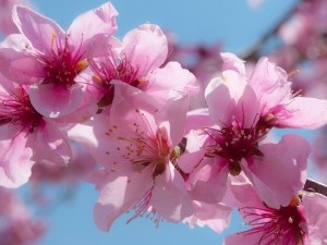 Feng shui őszibarack virágja a szerelem megszerzéséért