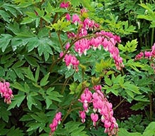 Dicentra sau floare este o inimă zdrobită