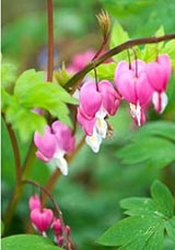 Dicentra sau floare este o inimă zdrobită