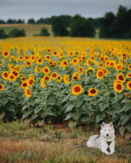 Doi câini Husky au schimbat viața unei fete