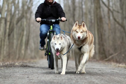 Doi câini Husky au schimbat viața unei fete