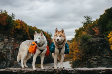 Doi câini Husky au schimbat viața unei fete