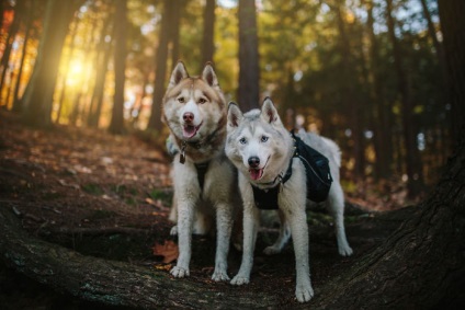 Doi câini Husky au schimbat viața unei fete