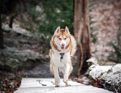 Doi câini Husky au schimbat viața unei fete