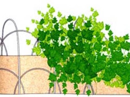 O modalitate eficientă de a crește castraveții în sol deschis