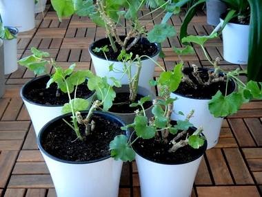 Violete pe pervaz, floarea bunicii - geranium, pelargonium