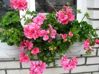 Violete pe pervaz, floarea bunicii - geranium, pelargonium