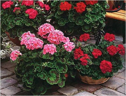 Violete pe pervaz, floarea bunicii - geranium, pelargonium