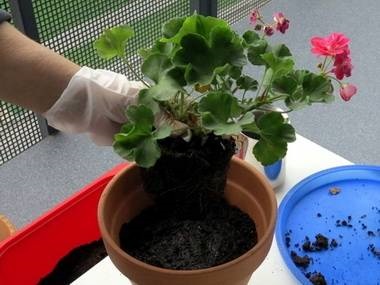 Violetek az ablakpárkányon, nagymama virág - muskátli, pelargonium