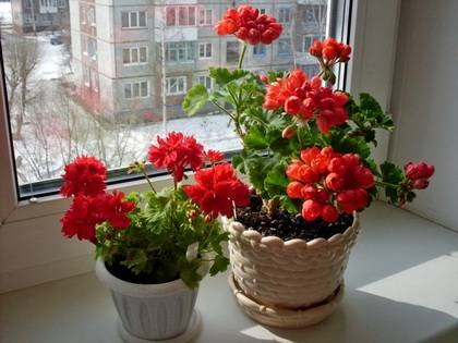 Violetek az ablakpárkányon, nagymama virág - muskátli, pelargonium