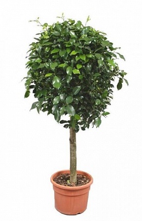 Ficus benjamin descriere, îngrijire, fotografie, video