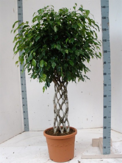 Ficus benjamin descriere, îngrijire, fotografie, video