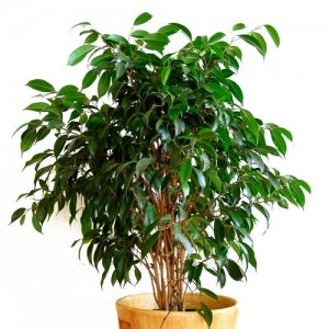 Ficus benjamin leírás, ellátás, fotó, videó