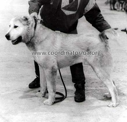 Arhiva de fotografii - câine ciobănesc din Asia Centrală 1970-1990