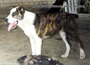 Arhiva de fotografii - câine ciobănesc din Asia Centrală 1970-1990