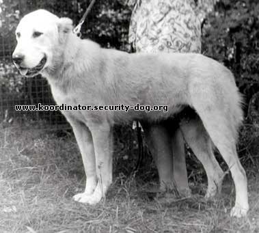 Arhiva de fotografii - câine ciobănesc din Asia Centrală 1970-1990