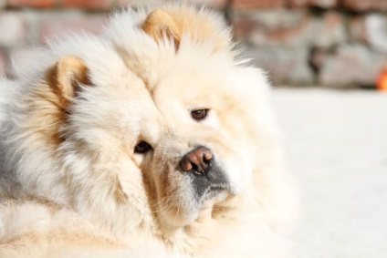 Fotografia unui câine chow chow și o scurtă istorie a rasei