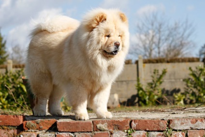 Fotografia unui câine chow chow și o scurtă istorie a rasei