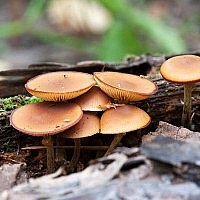 Galerina margarita (ciuperci din regiunea Novosibirsk)