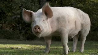 Ingineria genetică va face donatori de organe de porci pentru oameni - serviciul rus bbc