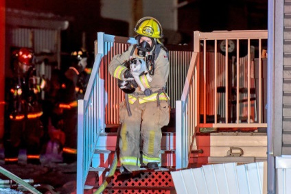 Pisica eroică salvează familia de un incendiu, toate inteligente