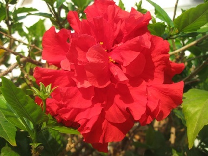 Hibiscus terry sau trandafir chinezesc
