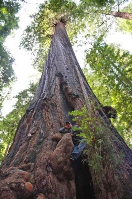 Sequoia gigant - o lecție pentru oameni