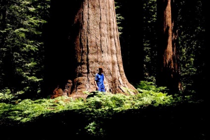 Sequoia gigant - o lecție pentru oameni