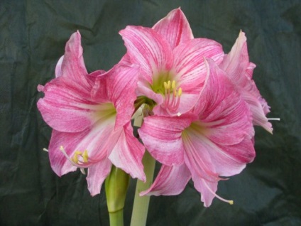 Hippeastrum - cum să propagați semințele și să aveți grijă, expert doamnelor