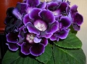 Gloxinia 50 de fotografii, cum să crească gloxinium acasă