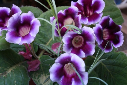 Gloxinia 50 de fotografii, cum să crească gloxinium acasă