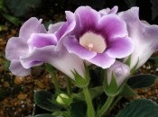 Gloxinia 50 de fotografii, cum să crească gloxinium acasă