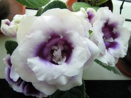 Gloxinia 50 de fotografii, cum să crească gloxinium acasă