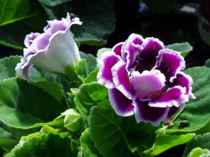 Gloxinia 50 de fotografii, cum să crească gloxinium acasă